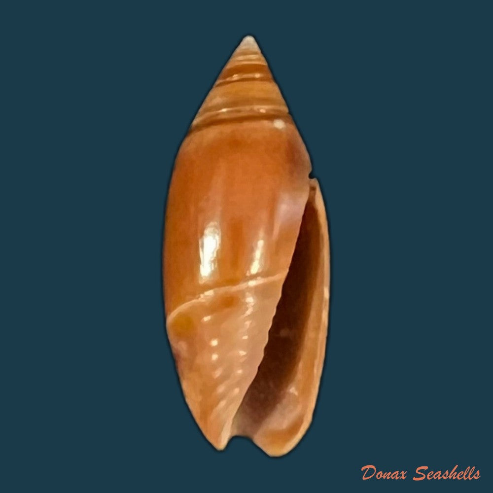 olivella-bitleri-olsson-1956-17-5mm-copia