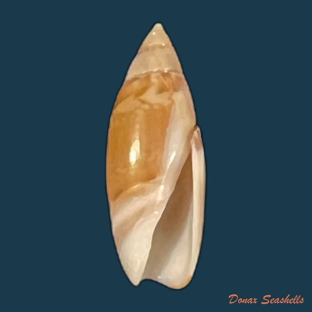 olivella-bitleri-olsson-1956-18-9mm-copia