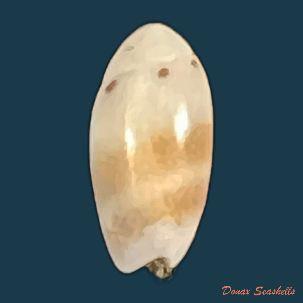 olivella-millepunctata-duclos-1840-13-8mm-copia