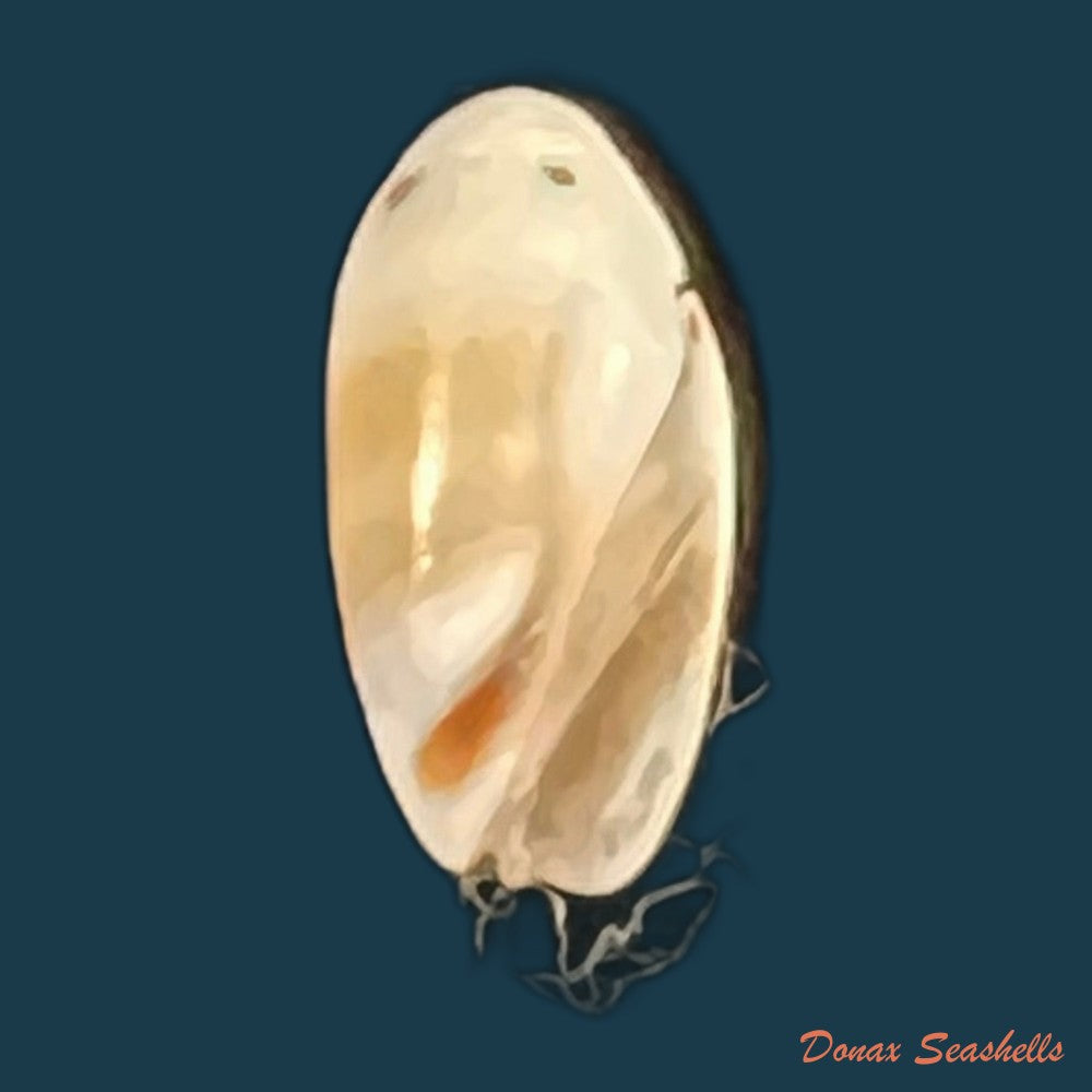 olivella-millepunctata-duclos-1840-13-8mm-copia