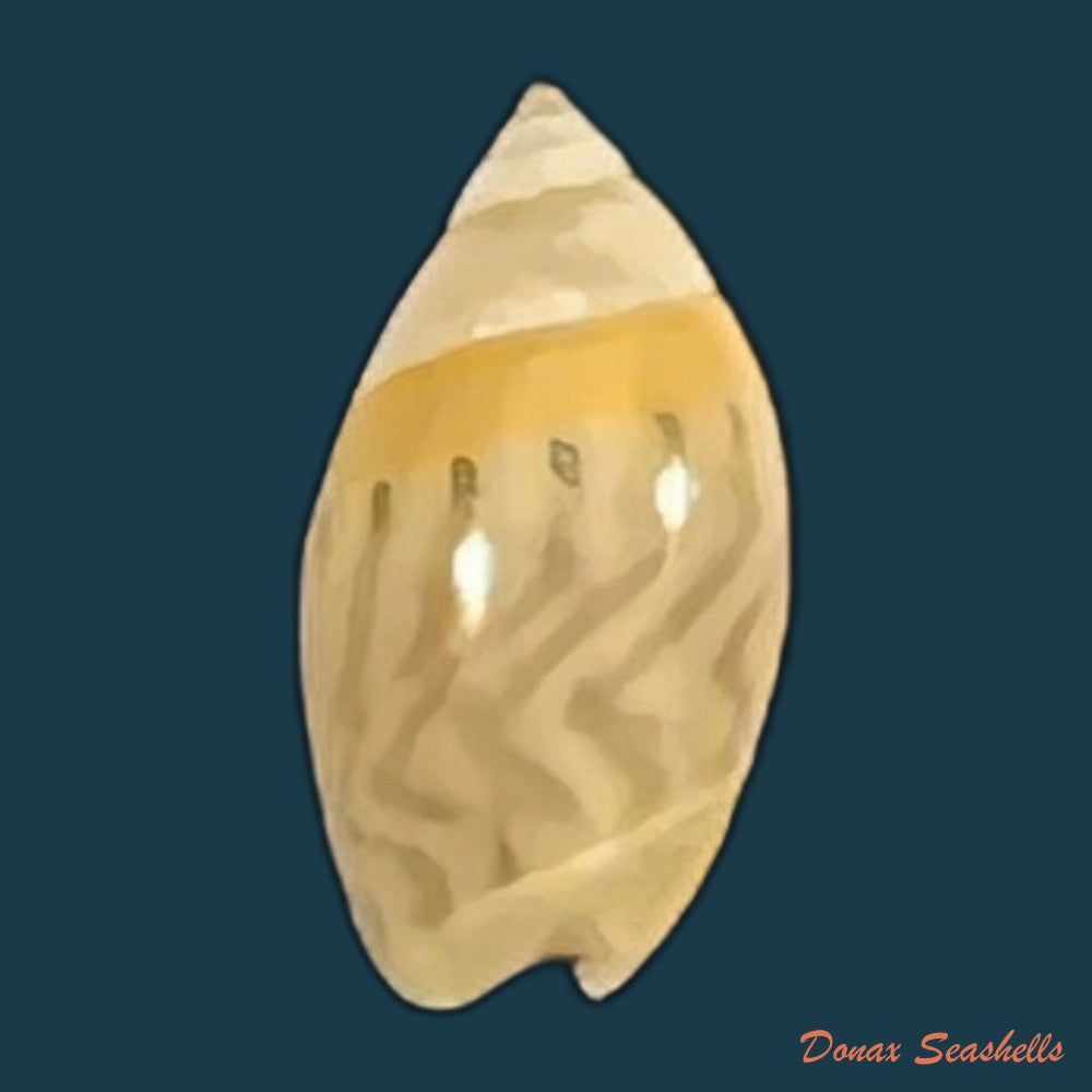 olivella-mutica-say-1822-8mm-copia