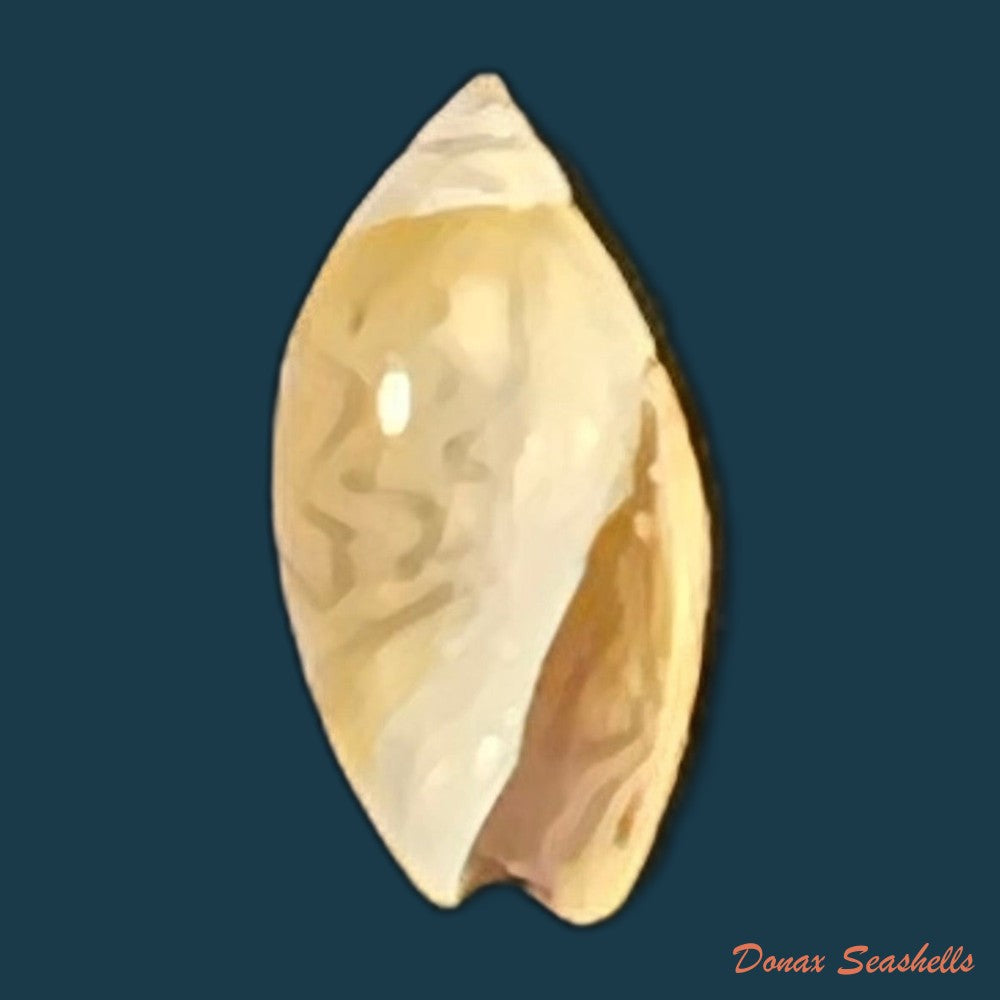 olivella-mutica-say-1822-8mm-copia