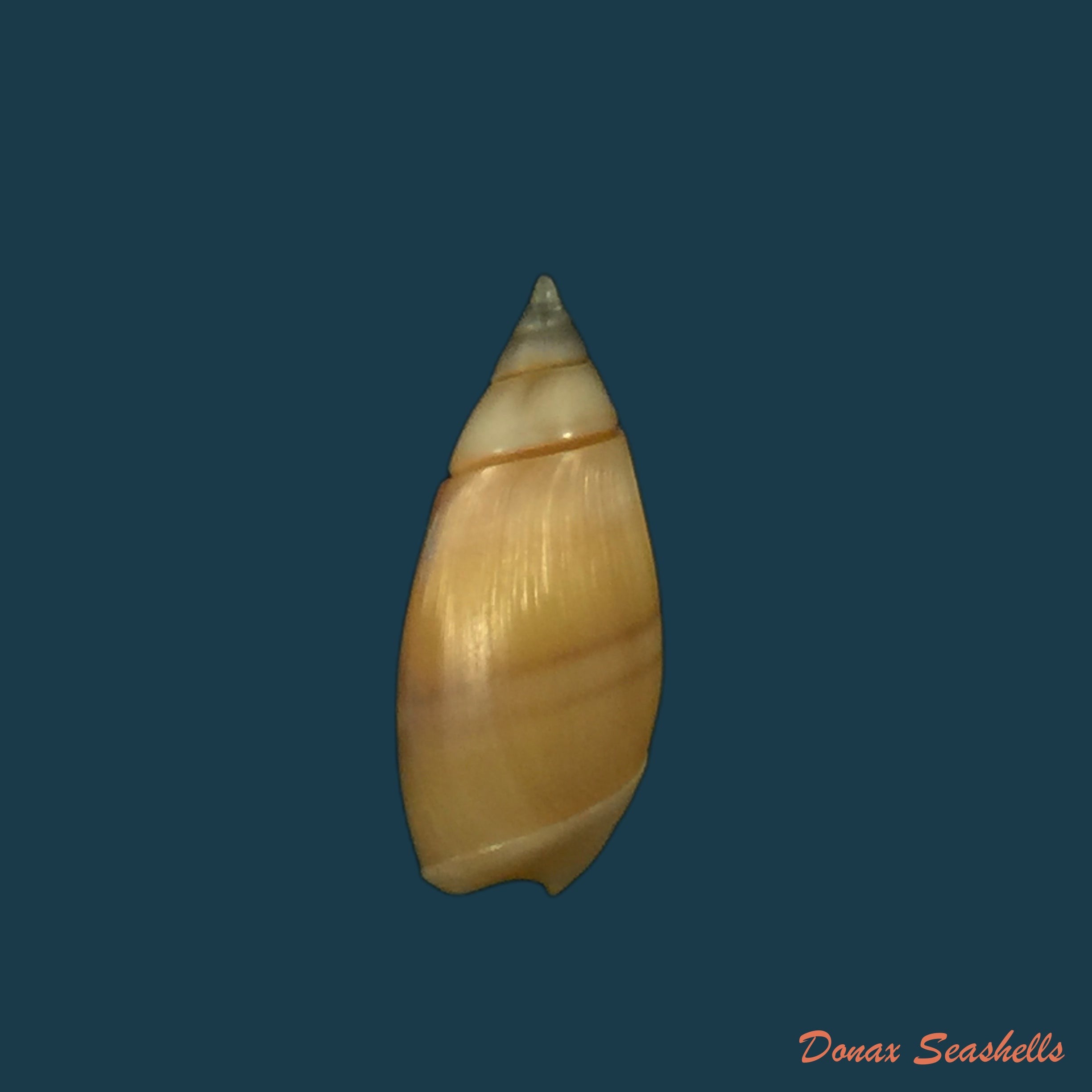 olivella-semistriata-gray-1839