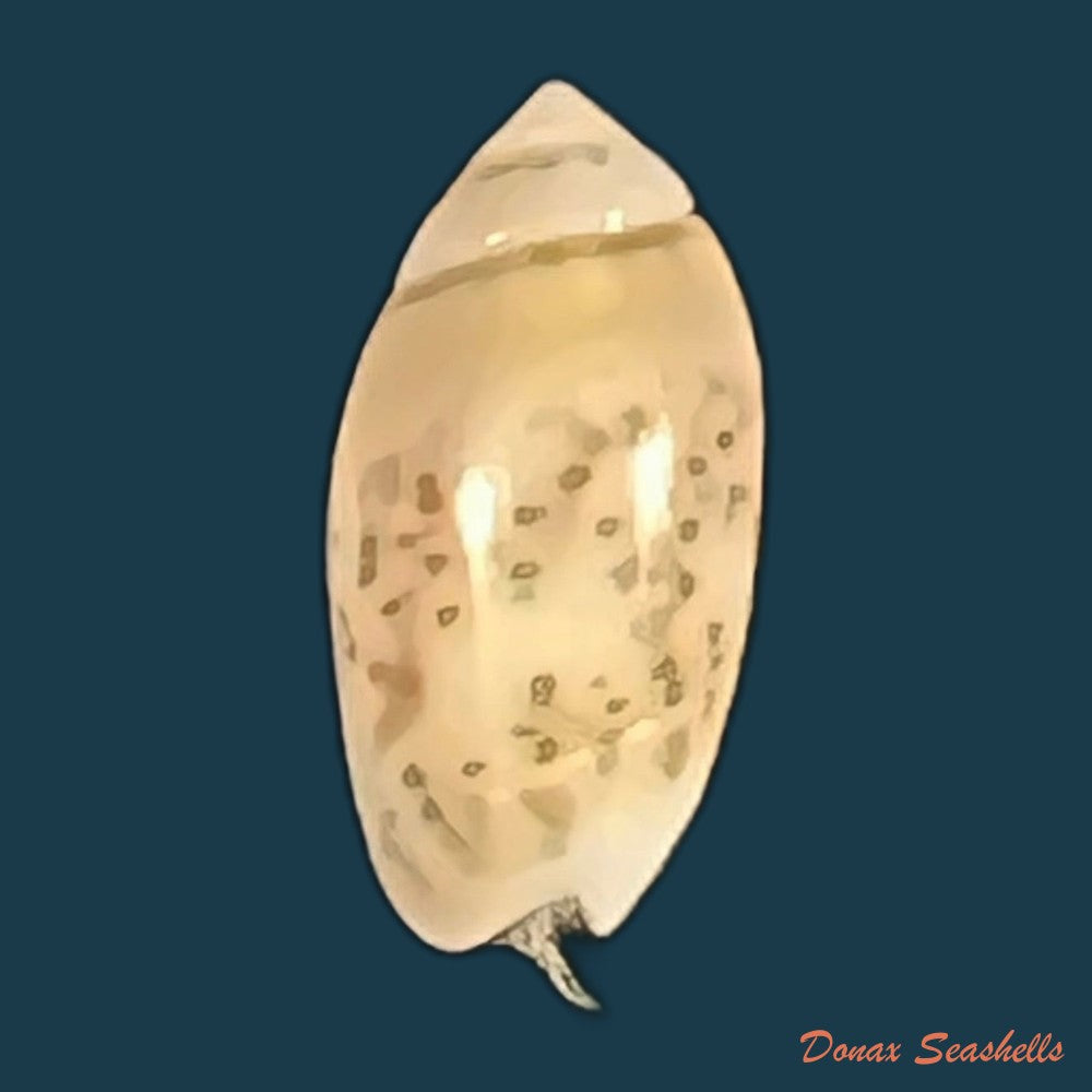 olivella-volutella-lamarck-1811-21-7mm-copia