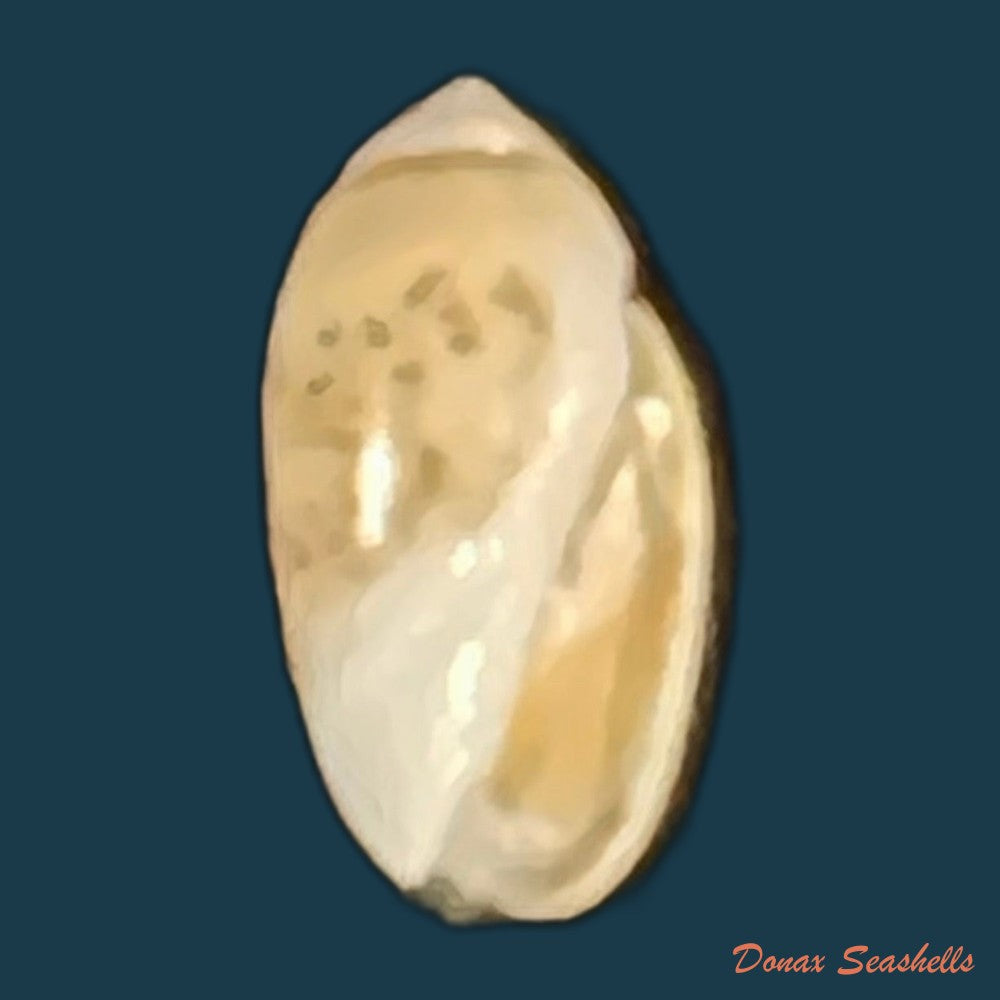 olivella-volutella-lamarck-1811-21-7mm-copia