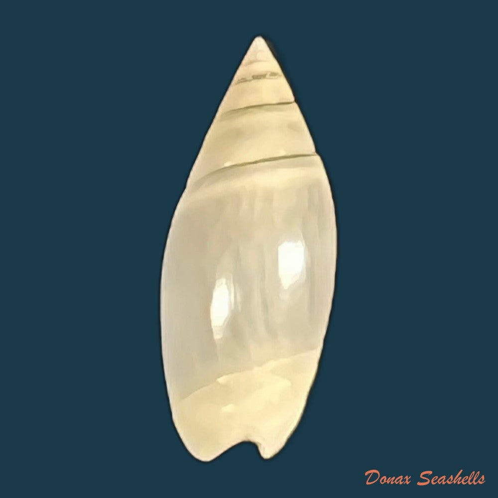 olivella-volutella-lamarck-1811-23-4mm-copia