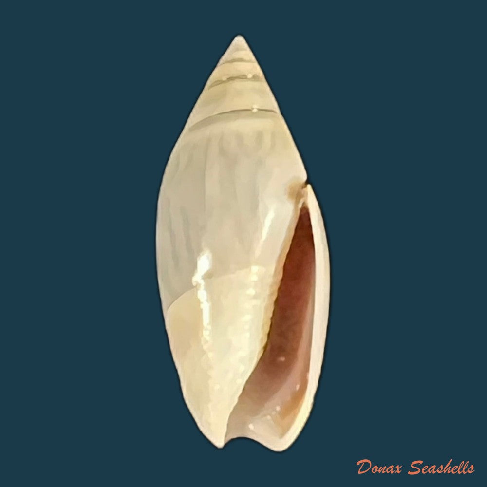 olivella-volutella-lamarck-1811-23-4mm-copia