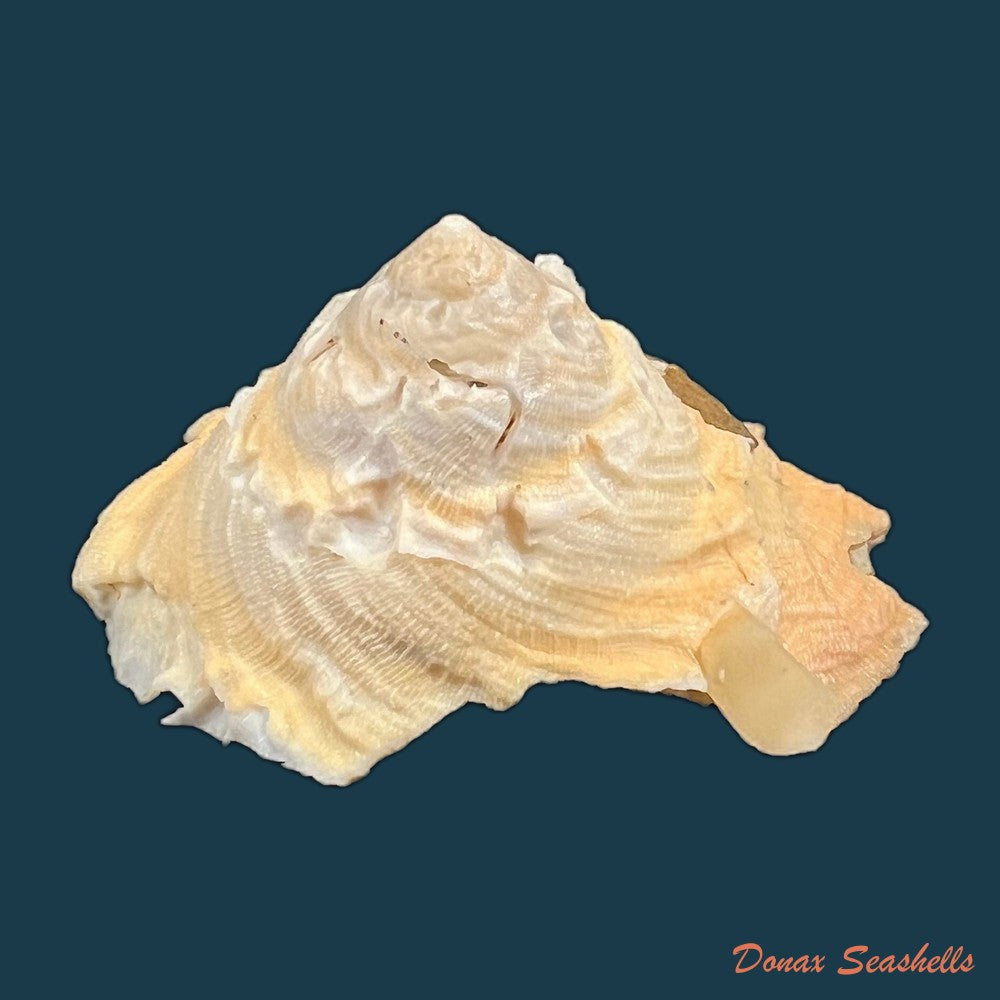 onustus-longleyi-bartsch-1931-62-2mm-copia