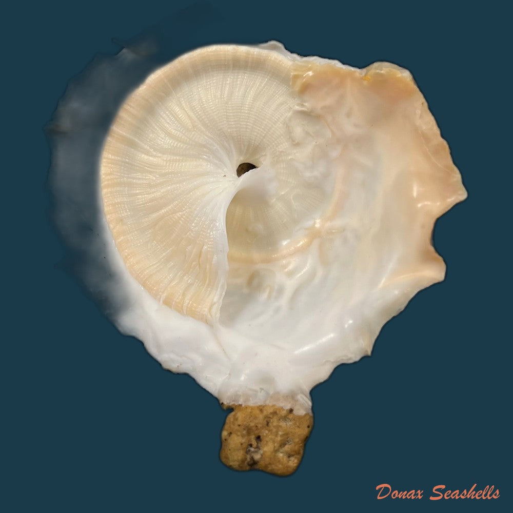 onustus-longleyi-bartsch-1931-62-2mm-copia