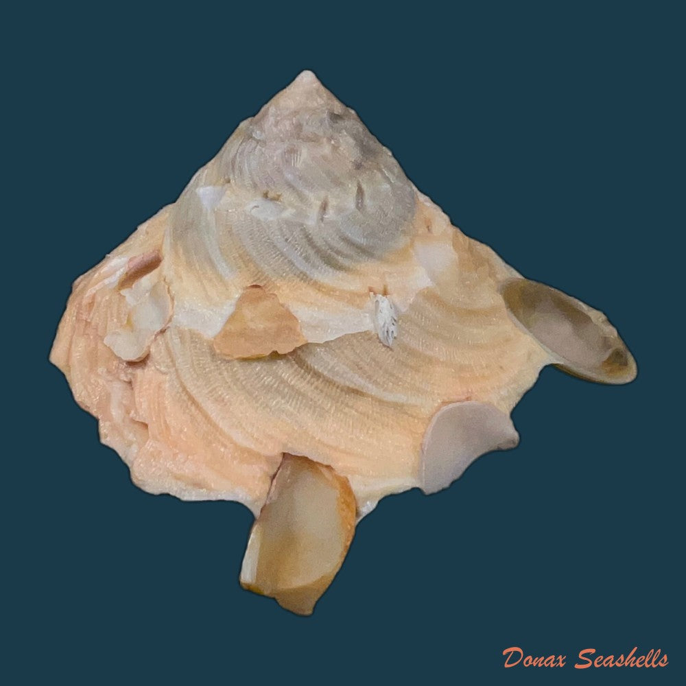 onustus-longleyi-bartsch-1931-75-1mm-copia