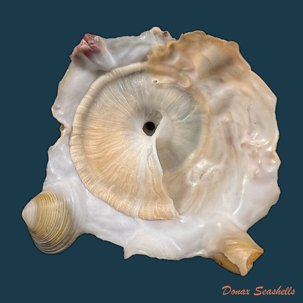 onustus-longleyi-bartsch-1931-75-1mm-copia