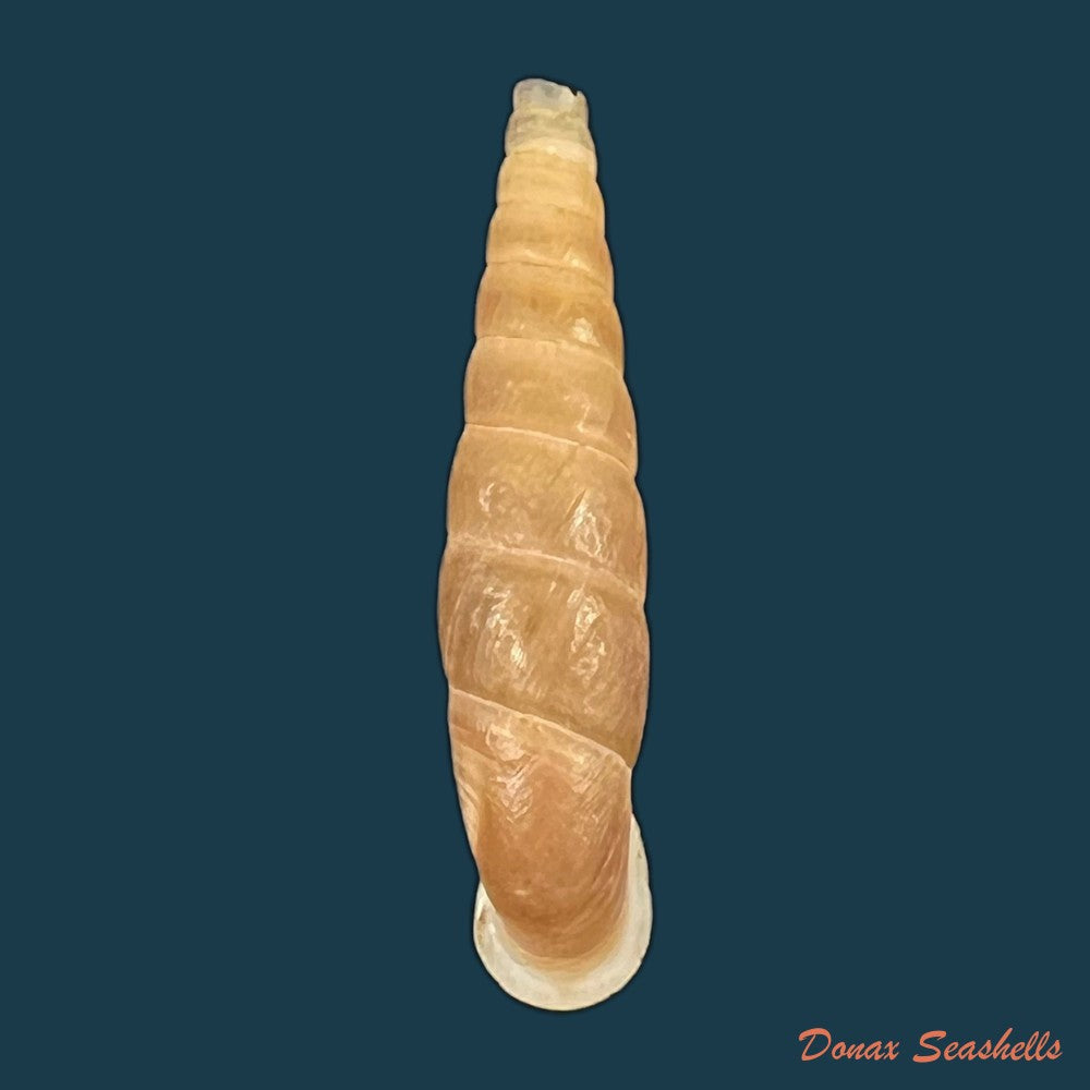 oospira-phyllostoma-heude-1888-28-9mm-copia