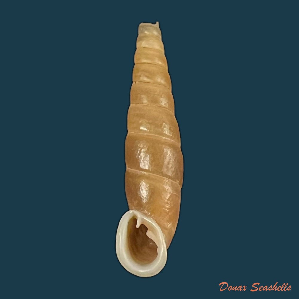 oospira-phyllostoma-heude-1888-28-9mm-copia