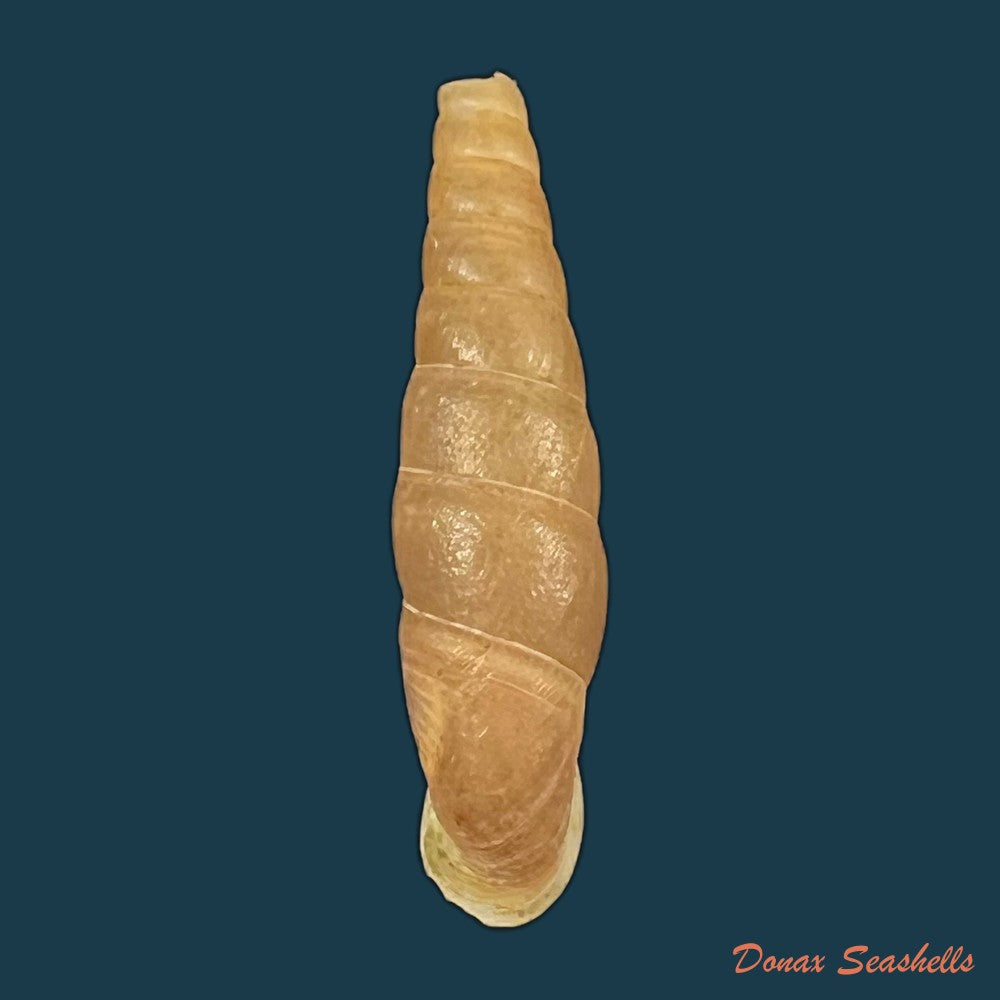 oospira-phyllostoma-heude-1888-33-2mm-copia