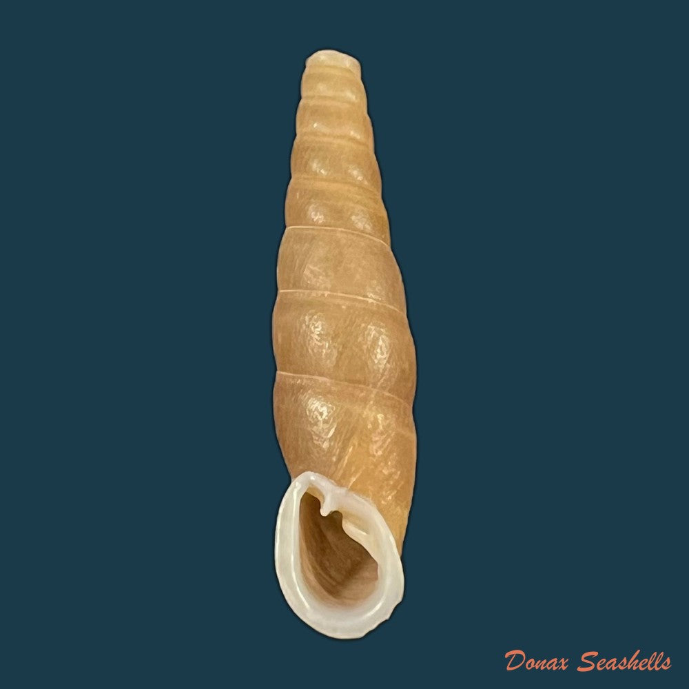 oospira-phyllostoma-heude-1888-33-2mm-copia