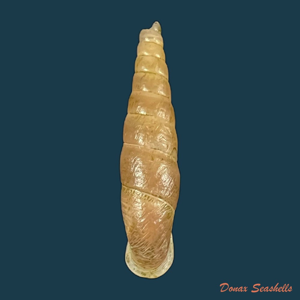 oospira-phyllostoma-heude-1888-33-9mm-copia