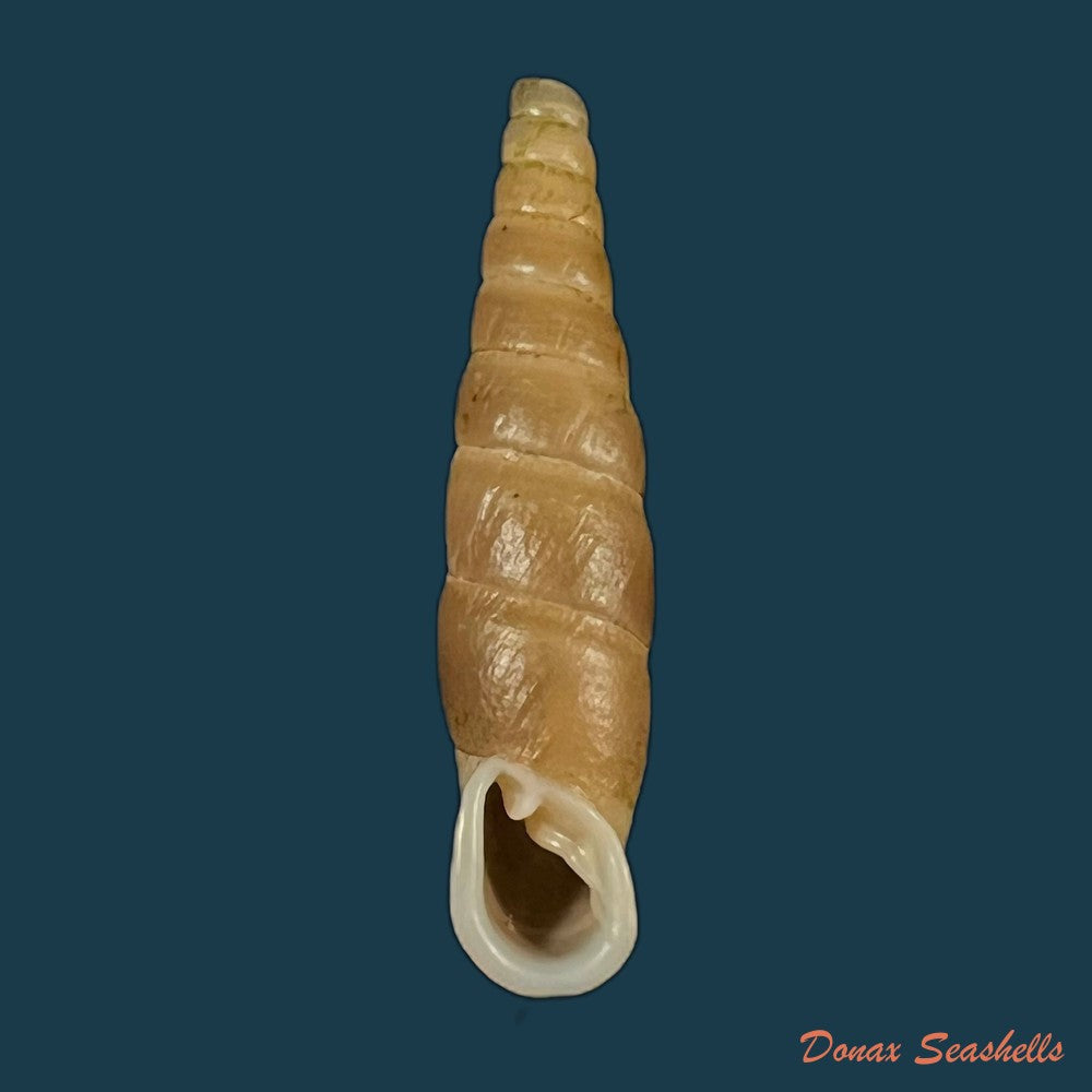 oospira-phyllostoma-heude-1888-33-9mm-copia