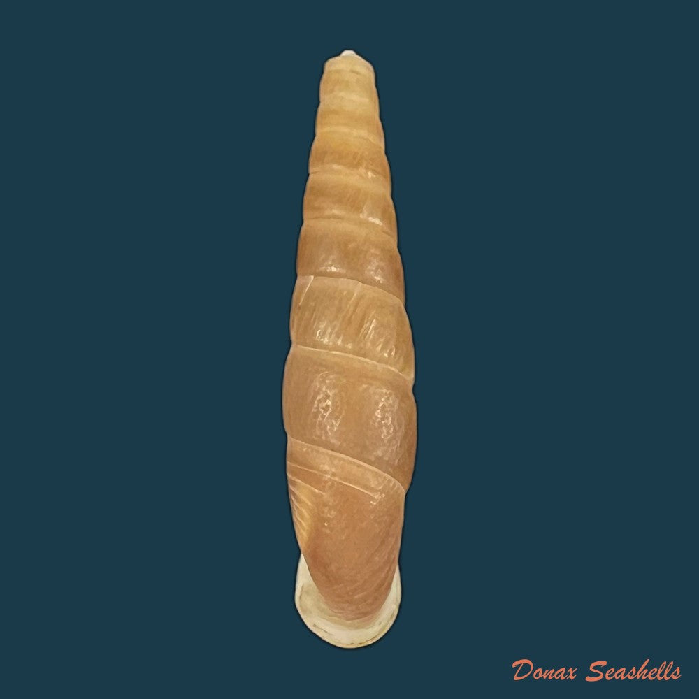 oospira-phyllostoma-heude-1888-33mm-copia