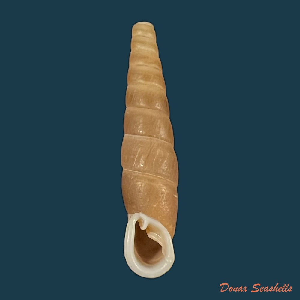 oospira-phyllostoma-heude-1888-33mm-copia