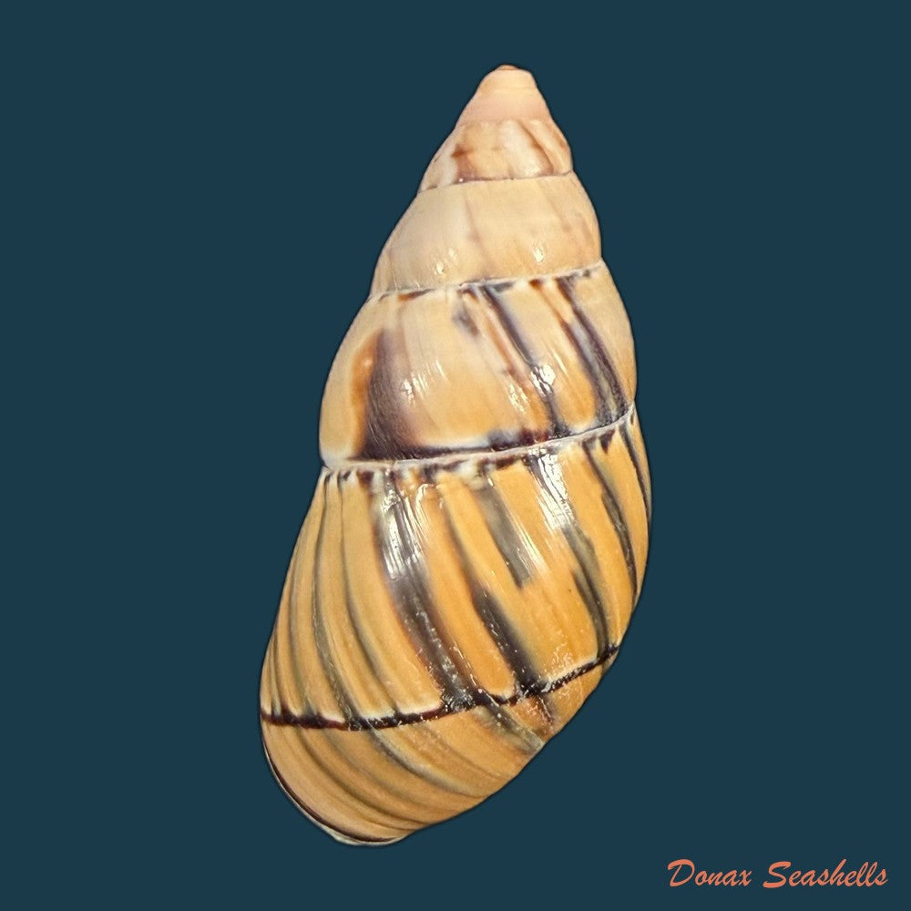 orthalicus-pulchellus-spix-1827-41-5mm-copia