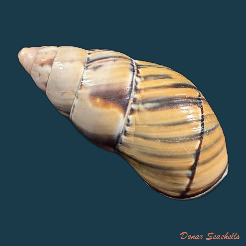 orthalicus-pulchellus-spix-1827-41-5mm-copia