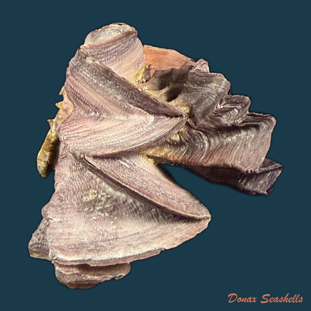 ostrea-permollis-g-b-sowerby-ii-1824-copia
