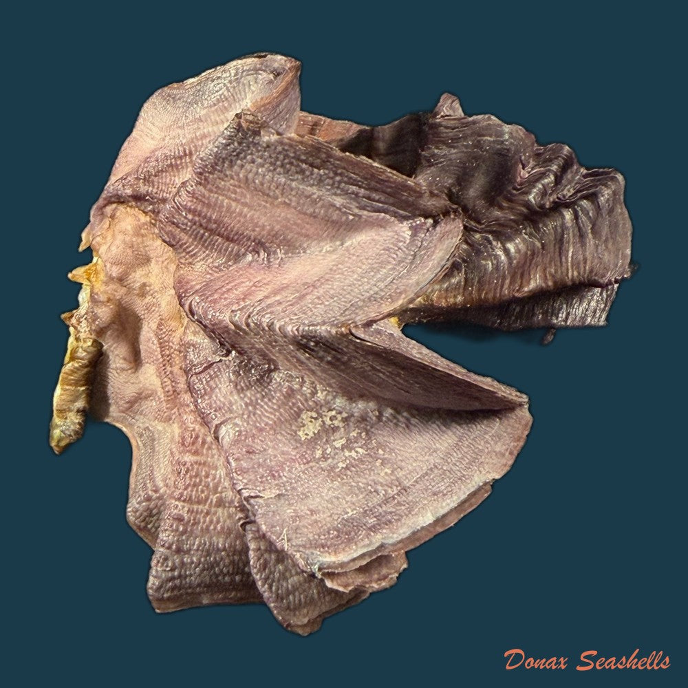 ostrea-permollis-g-b-sowerby-ii-1824-copia