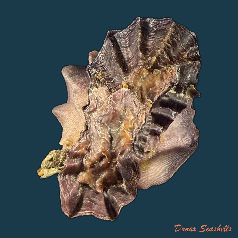 ostrea-permollis-g-b-sowerby-ii-1824-copia