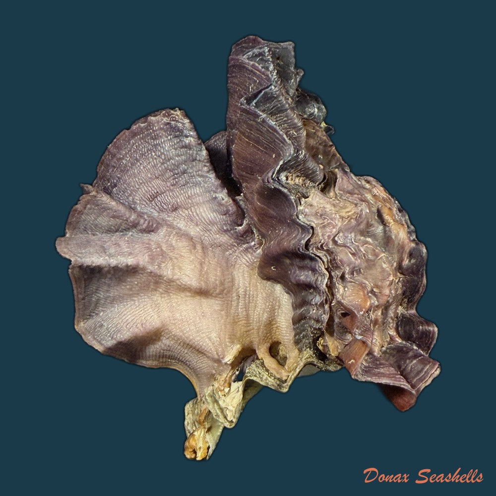 ostrea-permollis-g-b-sowerby-ii-1824-copia