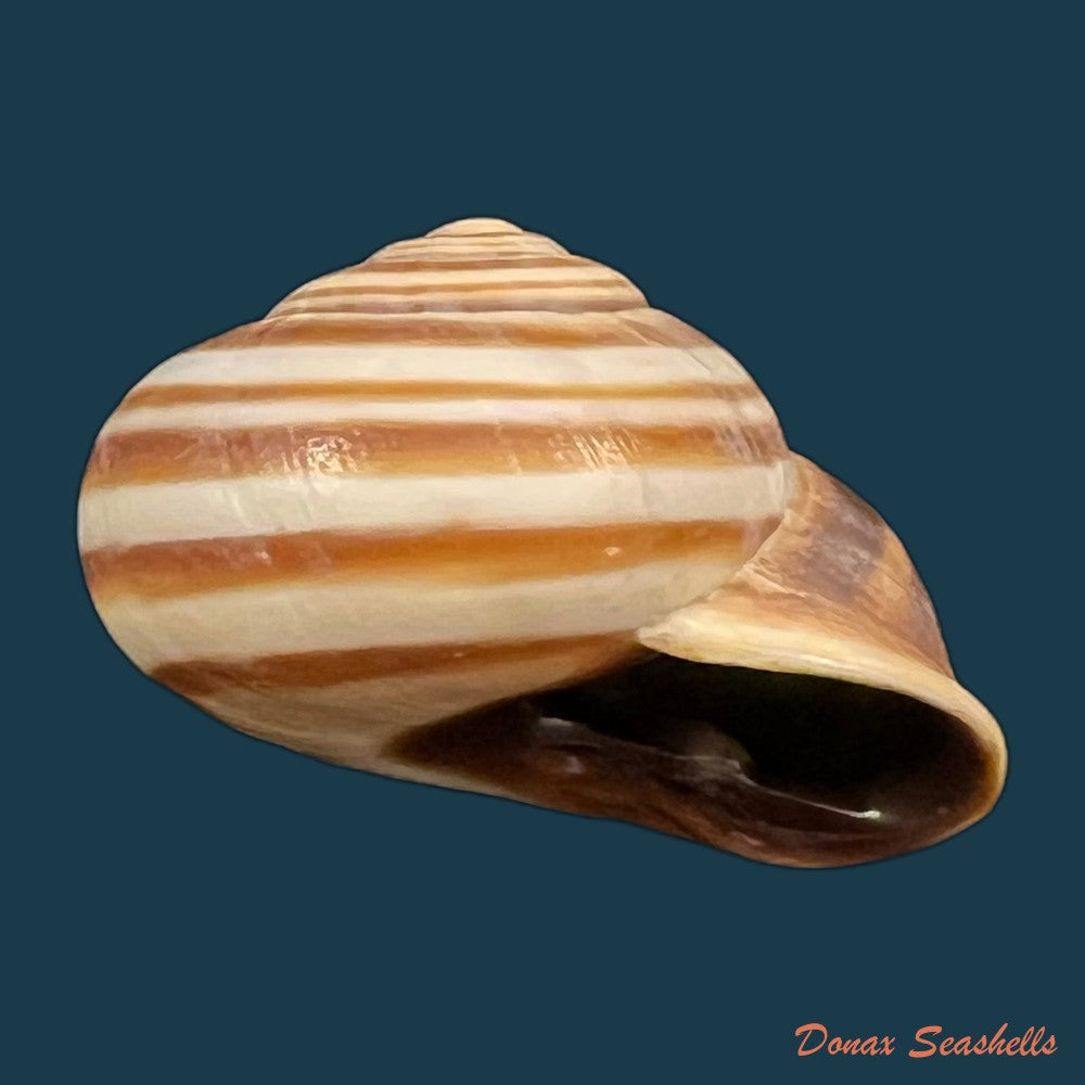 otala-lactea-o-f-muller-1774-40mm-copia
