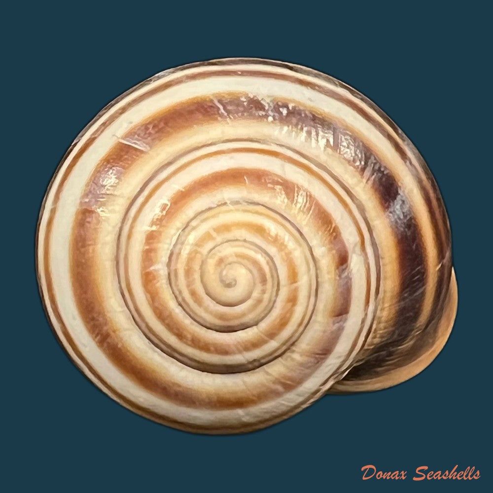 otala-lactea-o-f-muller-1774-40mm-copia