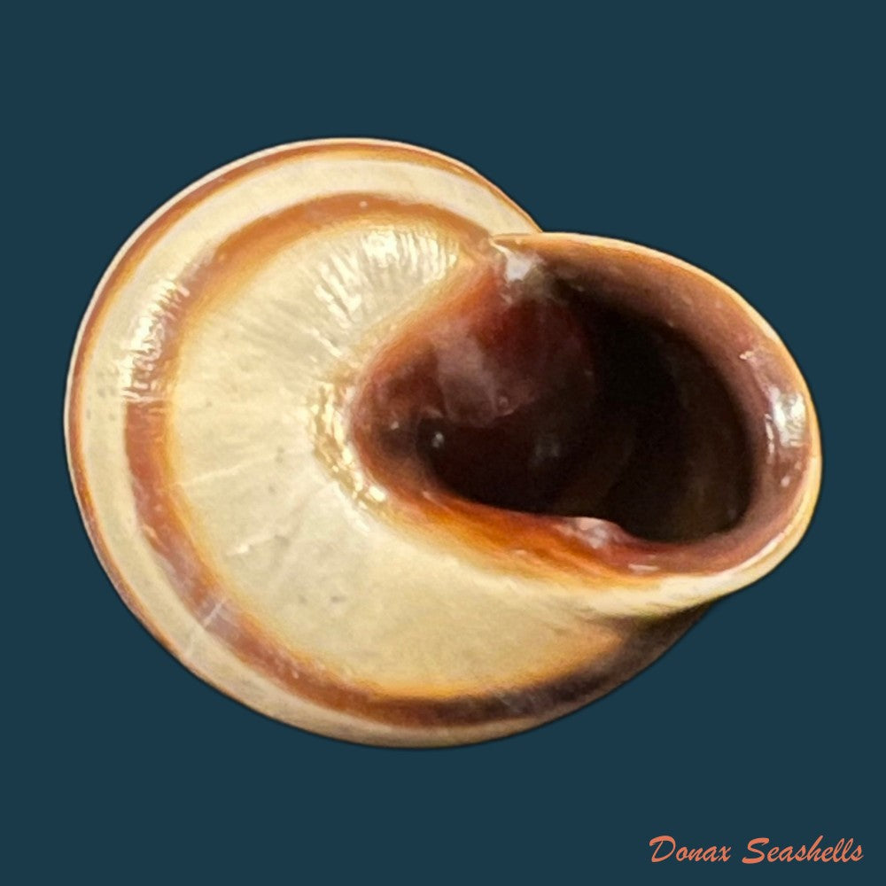 otala-lactea-o-f-muller-1774-40mm-copia