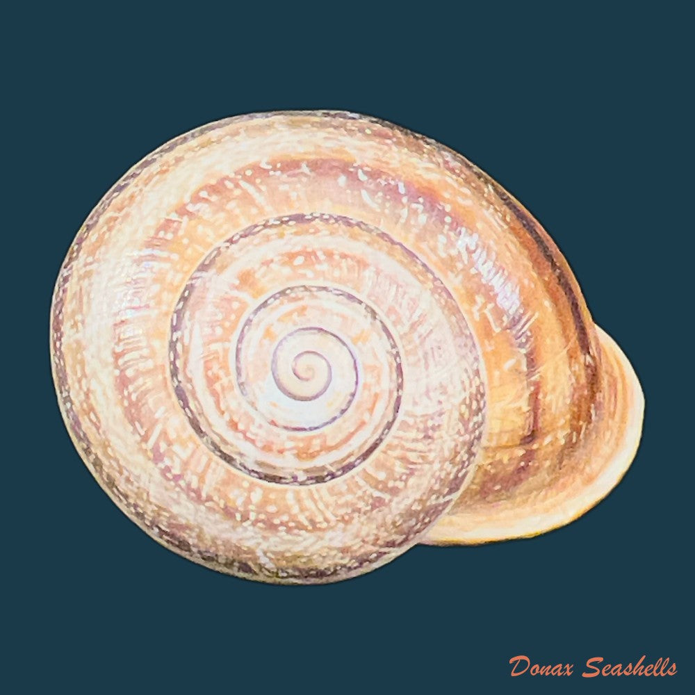 otala-polita-gassies-1880-45mm-copia