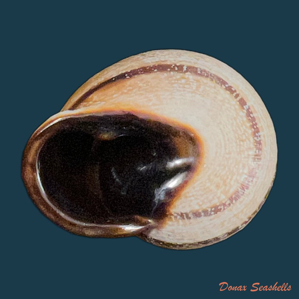 otala-polita-gassies-1880-45mm-copia