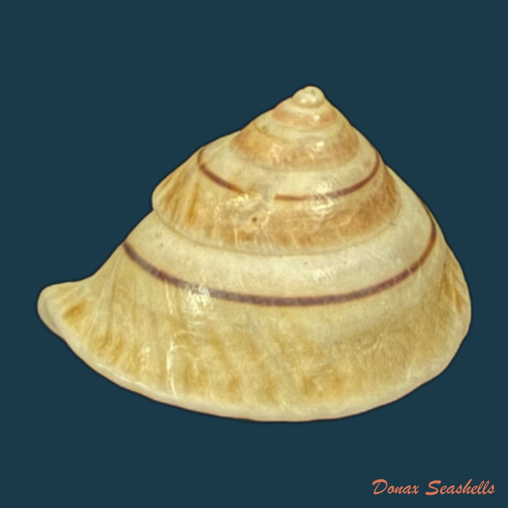 oxychona-lonchostoma-menke-1828-copia
