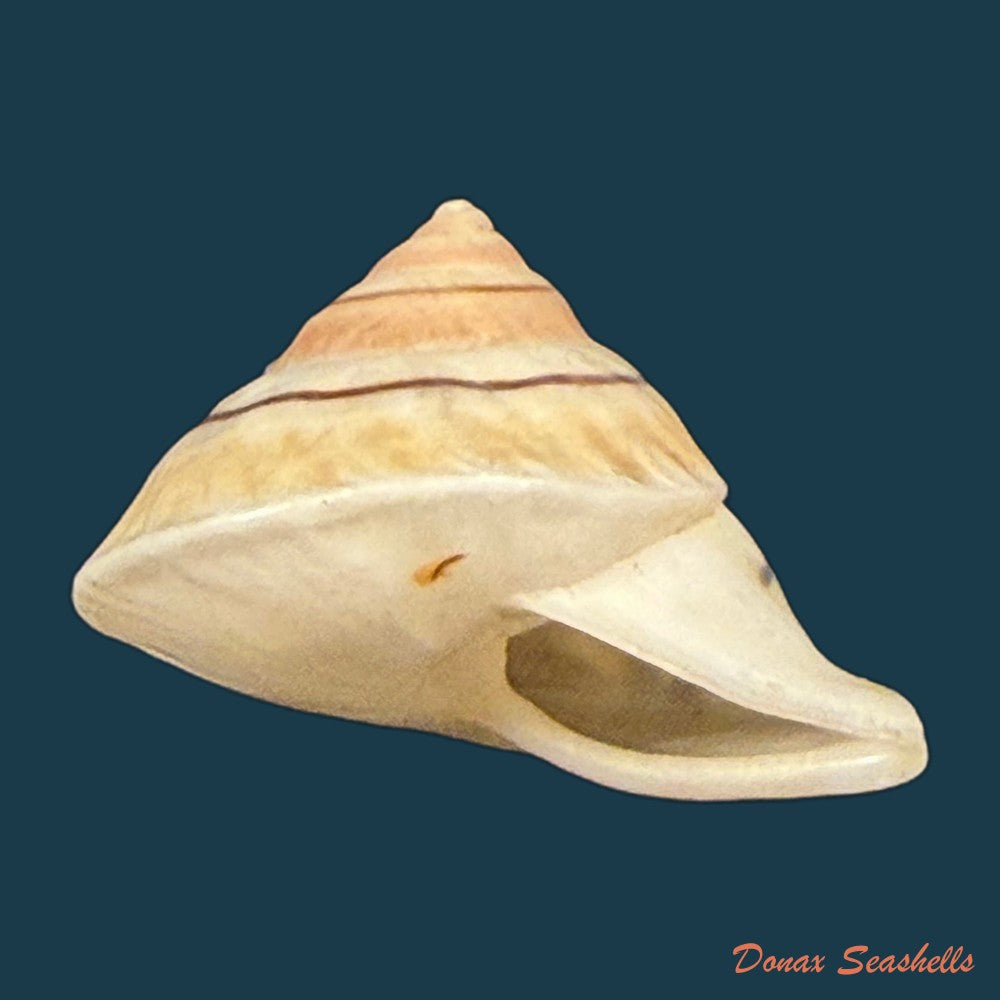 oxychona-lonchostoma-menke-1828-copia