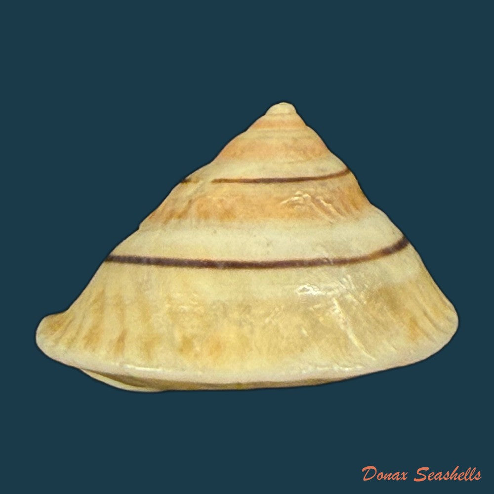 oxychona-lonchostoma-menke-1828-copia