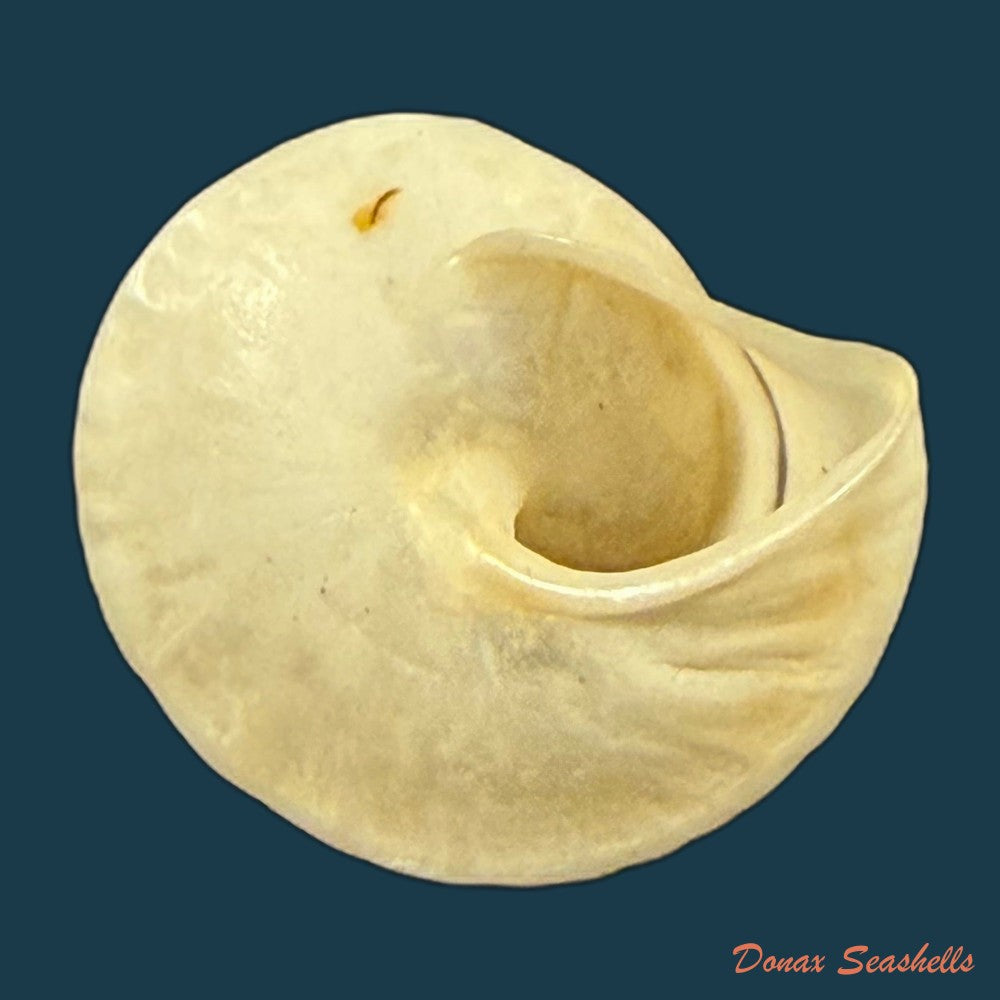 oxychona-lonchostoma-menke-1828-copia
