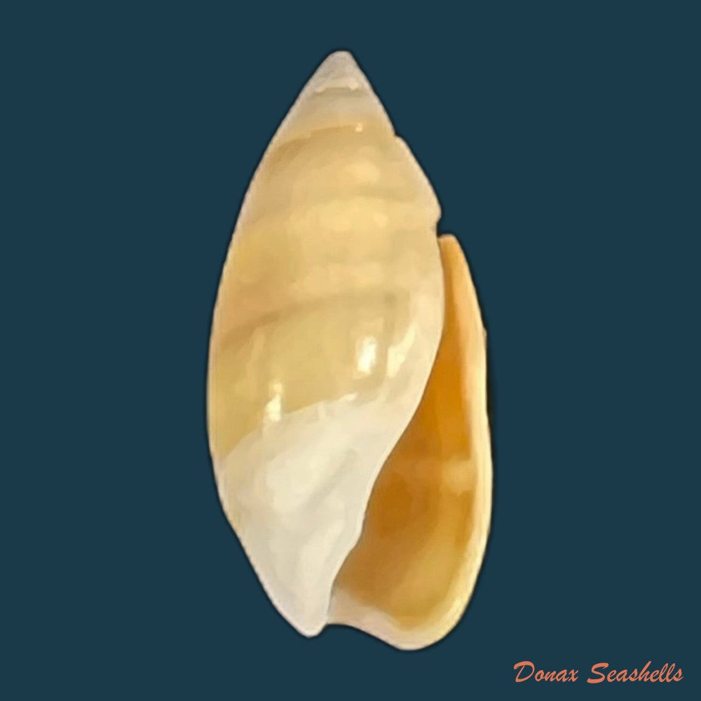 pachyoliva-semistriata-gray-1839-14-5mm-copia