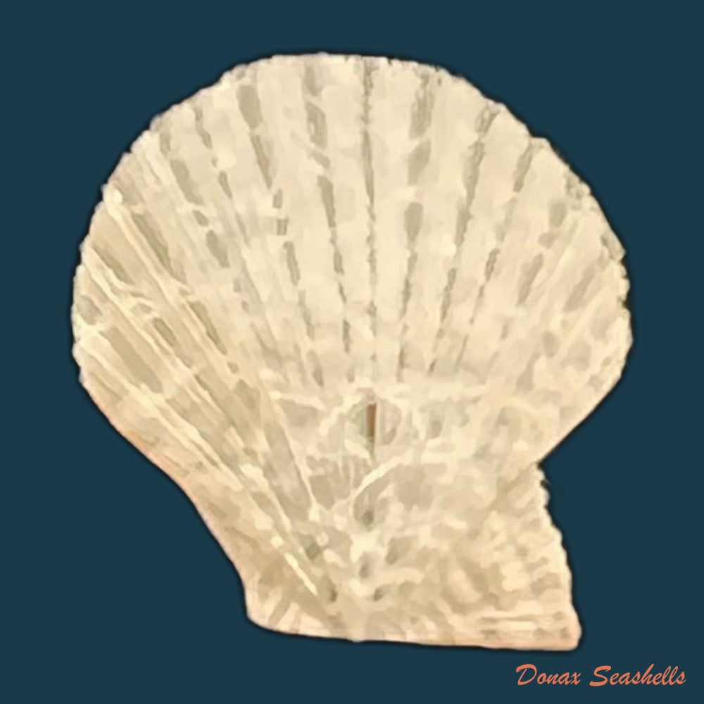 palliolum-tigerinum-o-f-muller-1776-24-6mm-copia-1