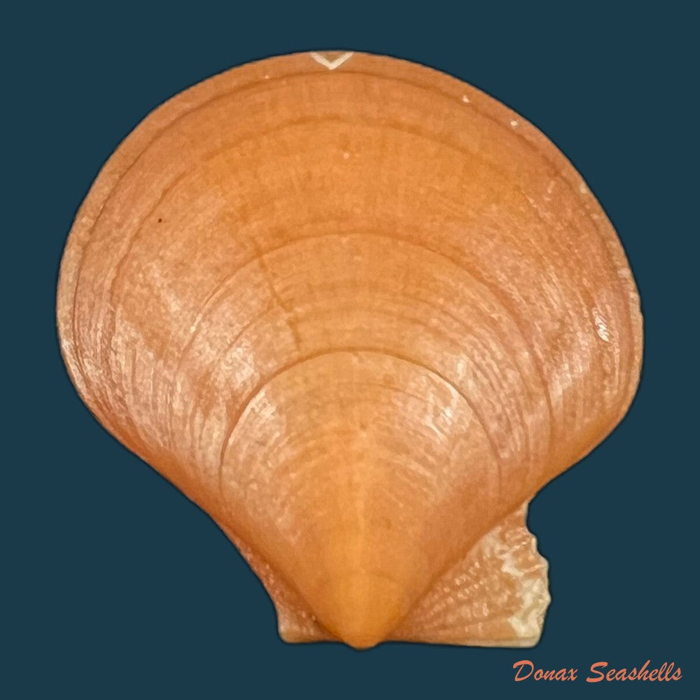 palliolum-tigerinum-o-f-muller-1776-24-6mm-copia