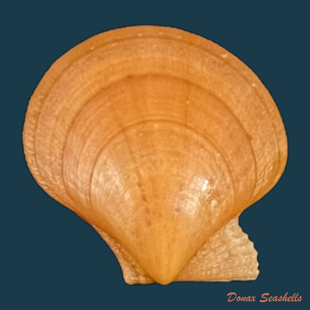 palliolum-tigerinum-o-f-muller-1776-25-7mm-copia