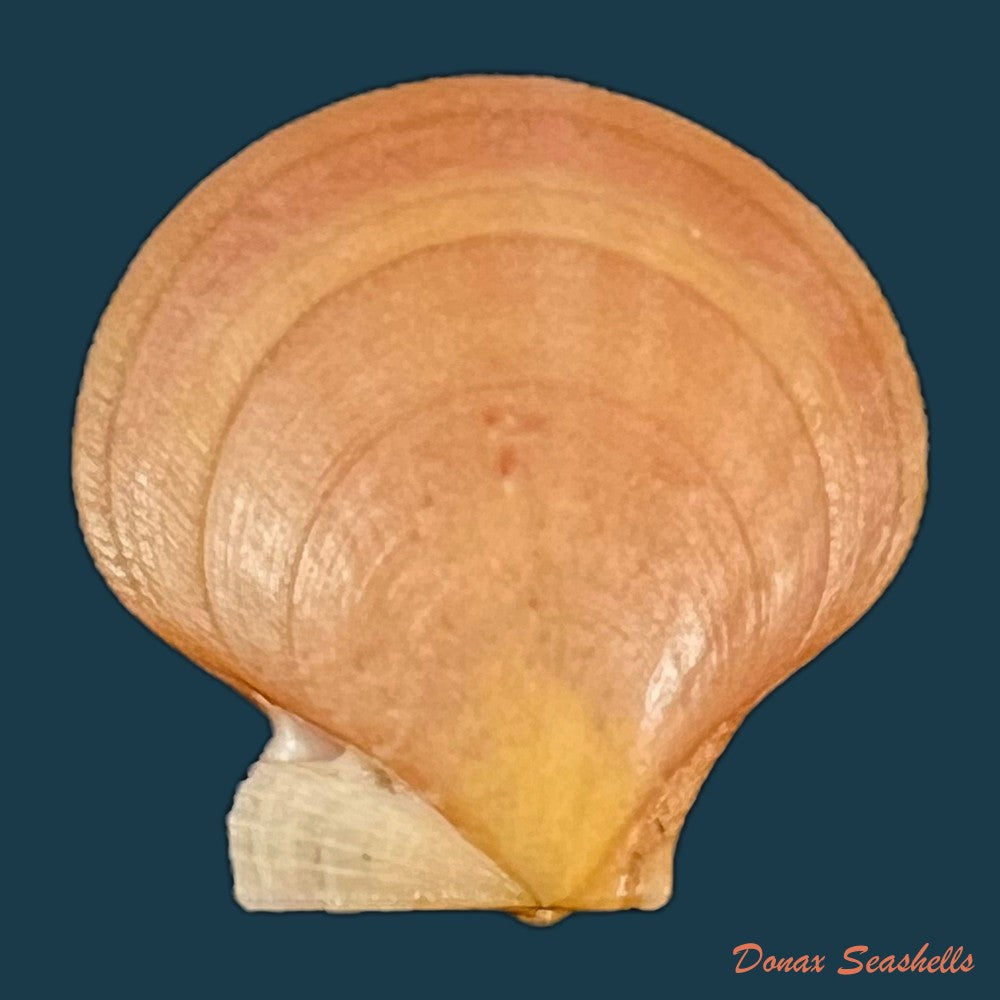 palliolum-tigerinum-o-f-muller-1776-25-7mm-copia