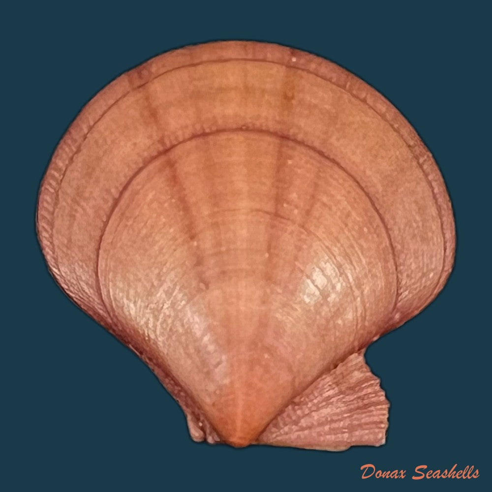 palliolum-tigerinum-o-f-muller-1776-26-2mm-copia