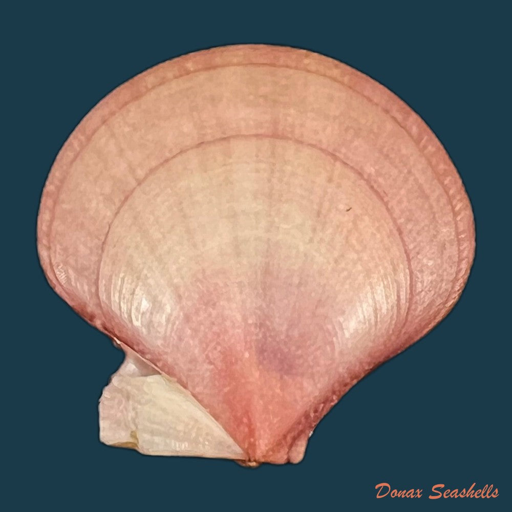 palliolum-tigerinum-o-f-muller-1776-26-2mm-copia