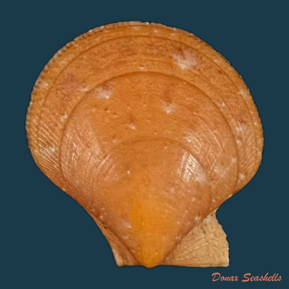 palliolum-tigerinum-o-f-muller-1776-26-6mm-copia