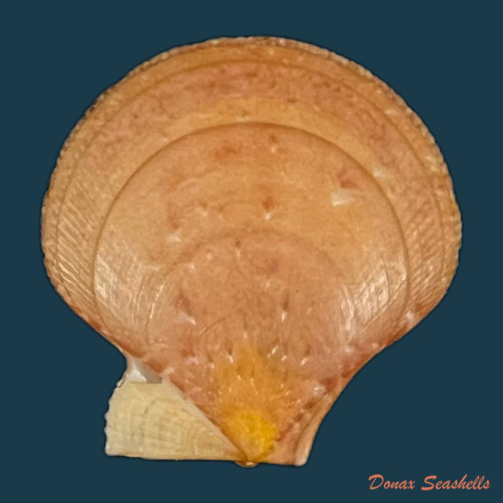 palliolum-tigerinum-o-f-muller-1776-26-6mm-copia