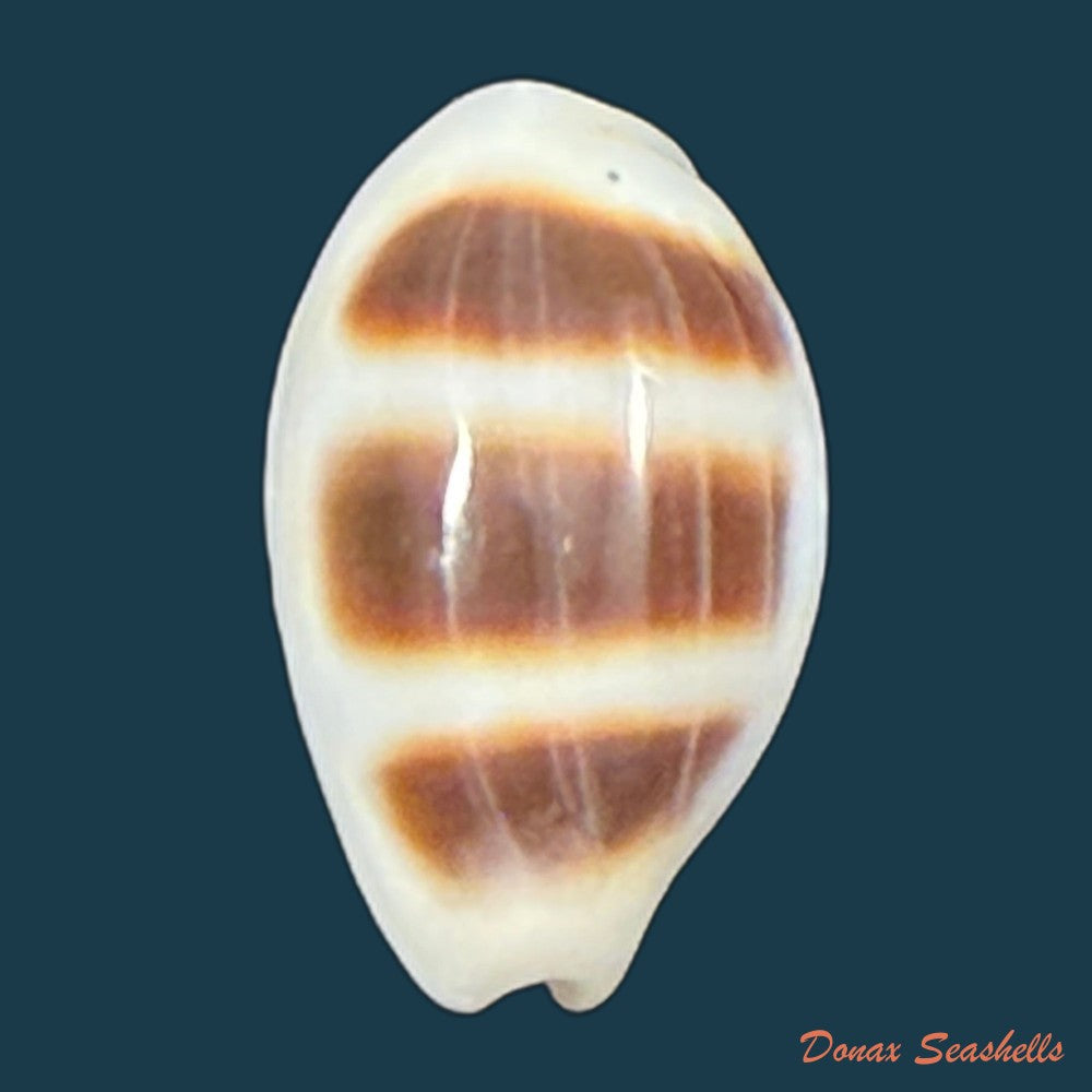 palmadusta-asellus-linnaeus-1758-14-9mm-copia