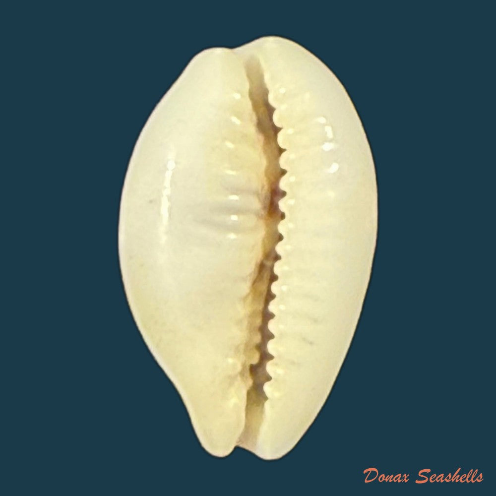 palmadusta-asellus-linnaeus-1758-14-9mm-copia
