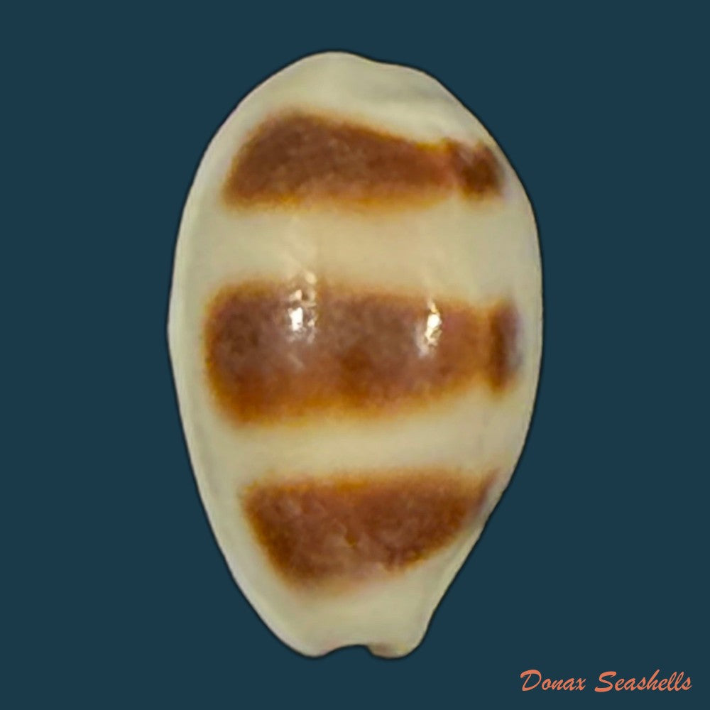 palmadusta-asellus-linnaeus-1758-15-1mm-copia
